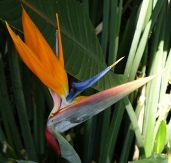 Bird of Paradise, Crane Flower, Strelitzia reginae